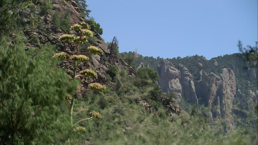 Beautiful landscape with flowers and mountains in background at Big Bend National Park