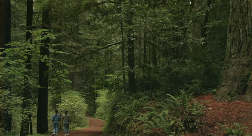 Two hikers walking along path in a Redwood forest