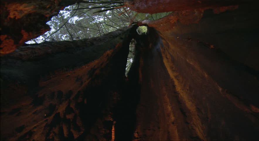 Low angle view inside carved-out Redwood tree trunk
