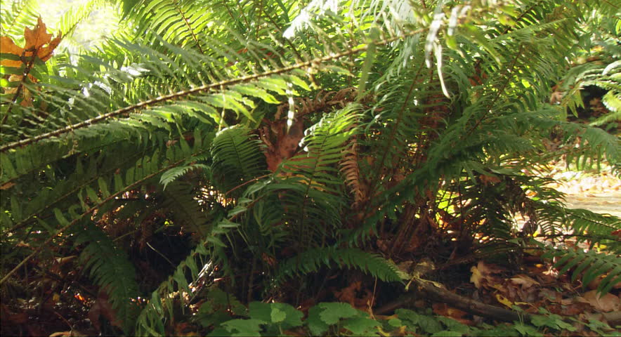 Dense ferns cover the ground in a sun-dappled Redwood forest