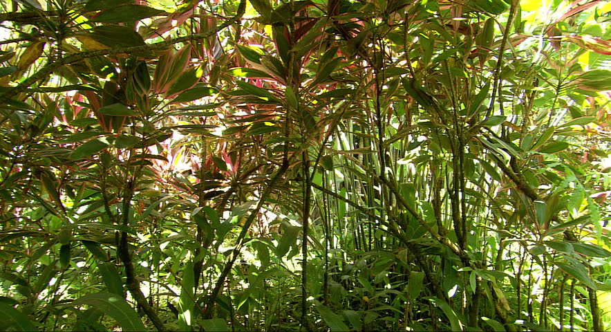 Sun filters through dense foliage in a Hawaiin forest