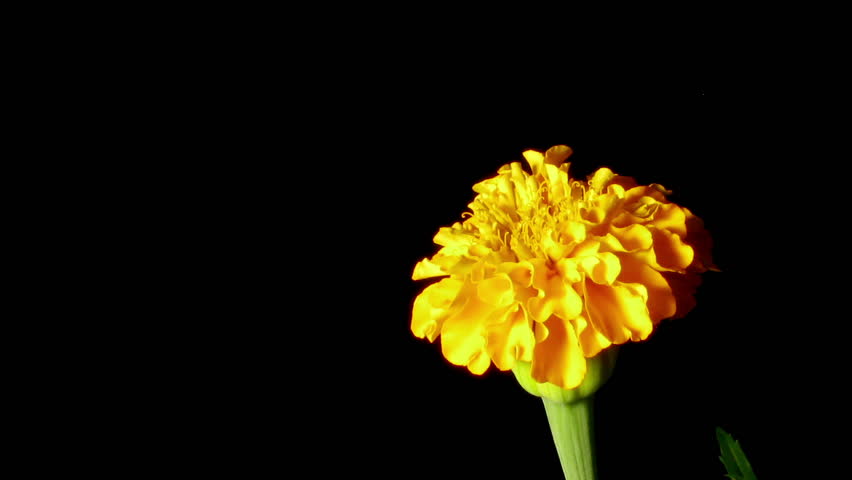 Timelapse of a Marigold Flower Stock Footage Video (100