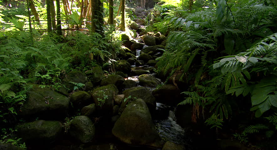 A small stream babbles over rocks in a dense Hawaiian forest