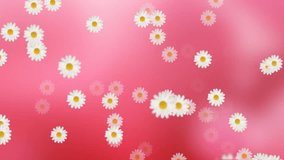 Daisy Flower Animation Background Loop