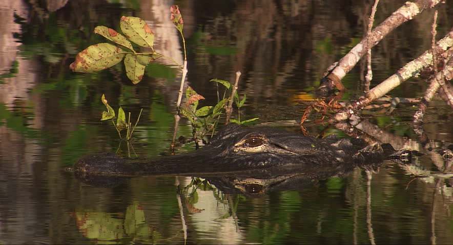 A lazy alligator floats in a marsh, sunning himself in the water in the