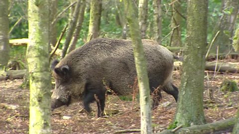 European wild boar (sus scrofa) wanders in forest, oinking - tracking shot. Wild boar are omnivorous scavengers, eating almost anything they come across.
