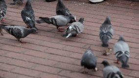 Seniors entertaining their granddaughter by feeding pigeons