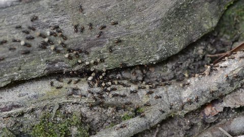 ants move the eggs, larvae and food of the colony to a new nest