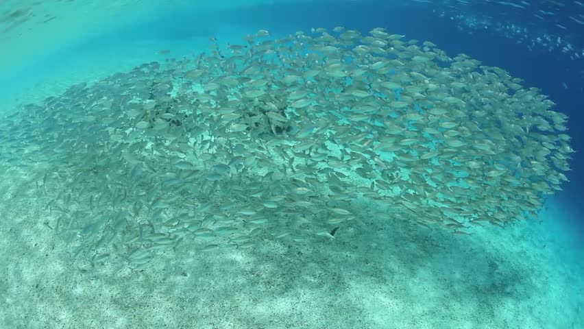 A school of Yellowstripe Scad (Selaroides leptolepis) swims over a white sand
