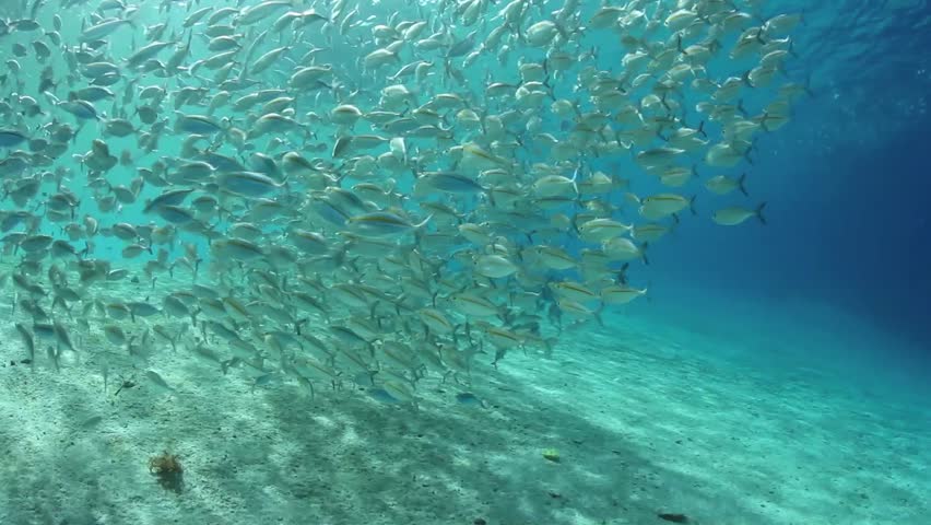 A school of Yellowstripe Scad (Selaroides leptolepis) swims over a white sand