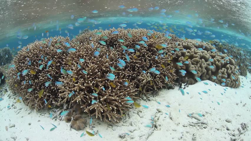 A plethora of damselfish (Chromis sp.) flutter above shallow corals as they feed