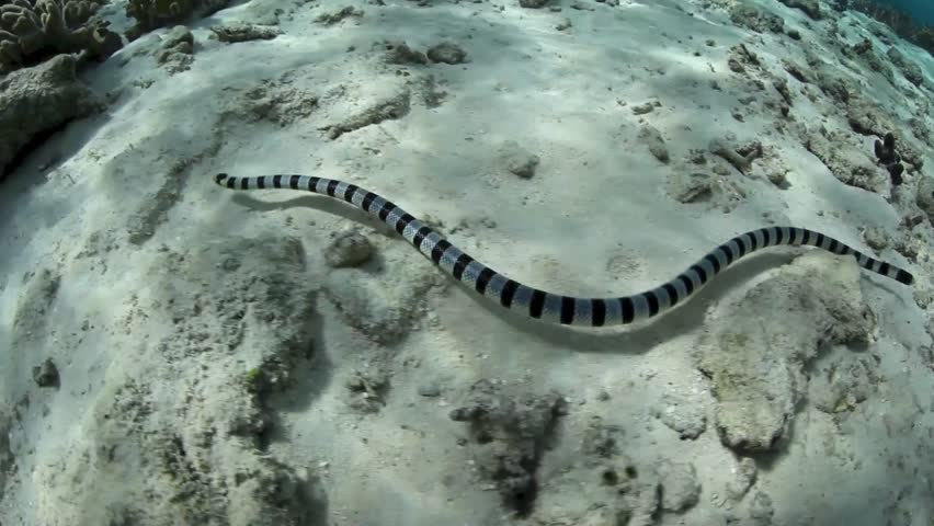 A Banded sea snake (Laticauda colubrina) hunts for small fish on a rubble and
