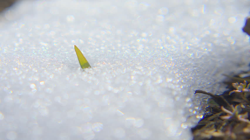 Close up shot of snow melting on a tiny blade of grass in high definition.