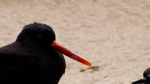 close up shot of a black oystercatcher at monterey bay
