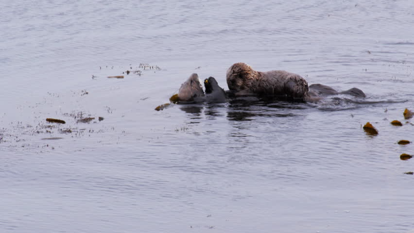 long shot of southern sea otter  adult and pup feeding  on a crab at monterey bay, california
