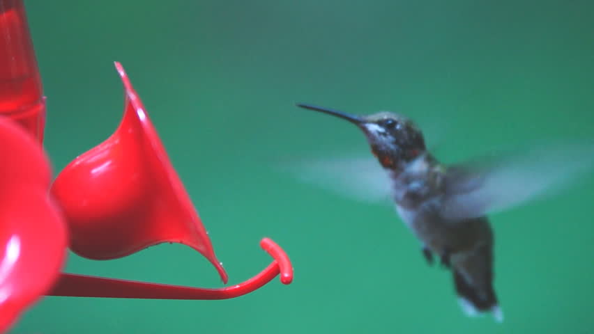 Ruby-throated Hummingbird at feeder, August in Georgia