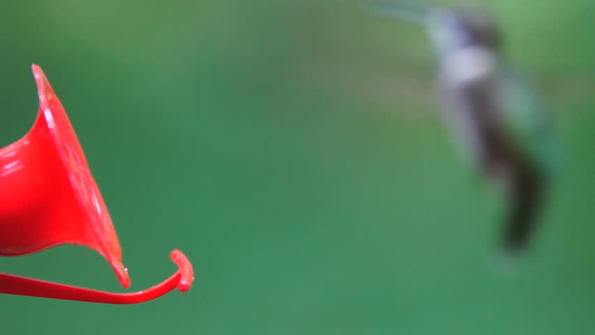 Ruby-throated Hummingbird male, August in Georgia