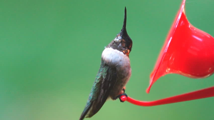 Ruby-throated Hummingbird male displaying colors, August in Georgia