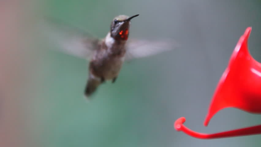 Ruby-throated Hummingbird male, summer breeding colors in Georgia