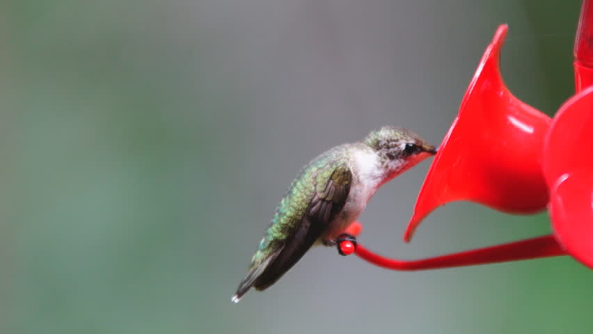 Ruby-throated Hummingbird female, August in Georgia