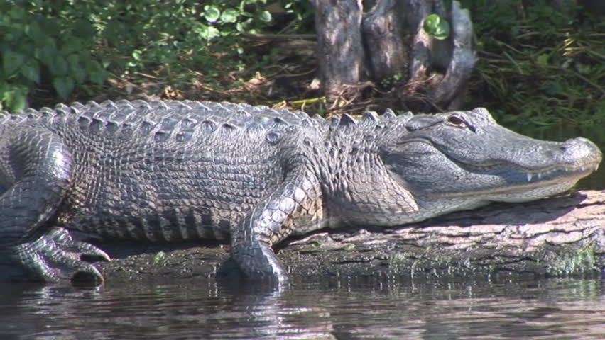 American Alligator jumping off log in Florida swamp