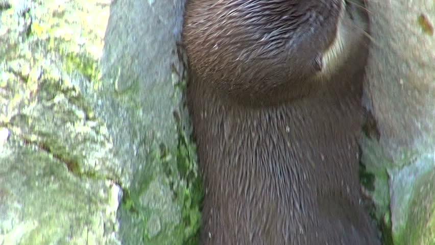 otters playing