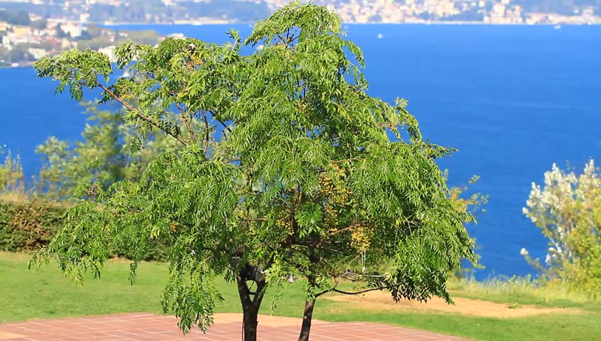 Willow Tree
