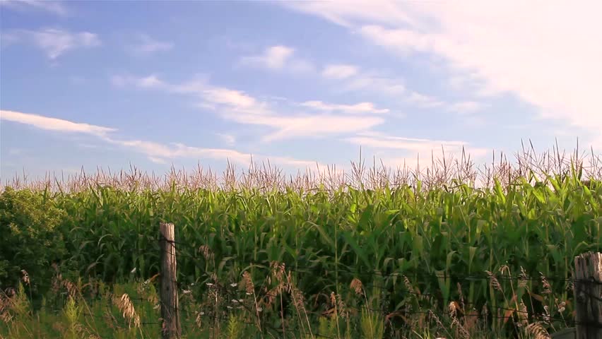 Corn stalks and tassels swaying in the wind/ Cornfield