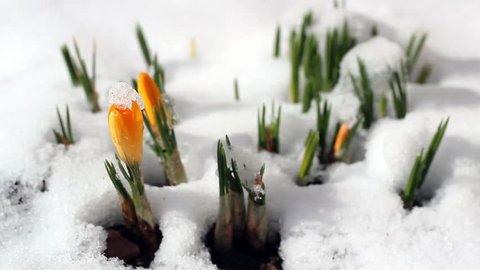 Spring time lapse winter snow melts flower crocus. Early spring flowers growing from the snow. 