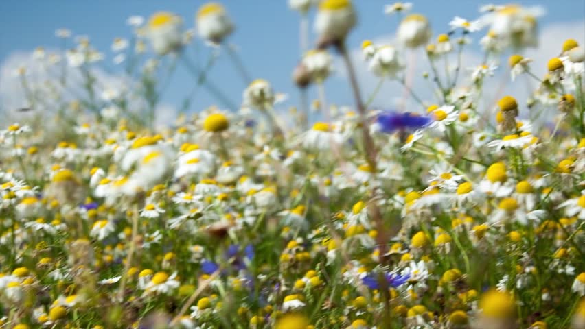Chamomile flowers on a summer meadow