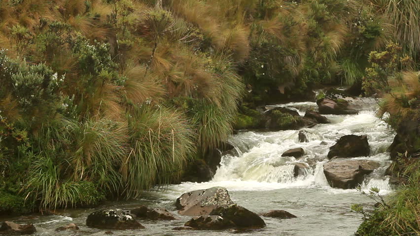 High altitude stream in Llanganates Nation Park, Ecuador