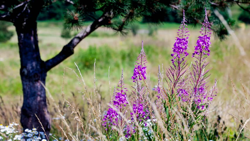 fireweed swaying in the wind