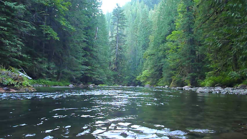 Lush wilderness river in Oregon at the Salmon River.
