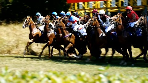 SAARBRÜCKEN - AUG 15, 2013: Horse racing in Germany. Part 1. Starting gate (Slow Motion)