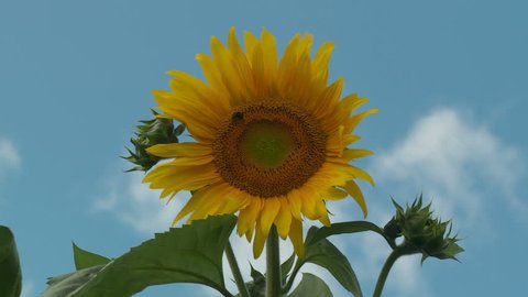 A Sunflower (Helianthus annuus) sways in the wind against a blue sky and a few passing clouds.