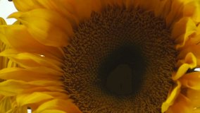 1920x1080 Zoom out, sunflower bouquet, white background. - Powered by Shutterstock - Get 15% off with code: PIKWIZARD15