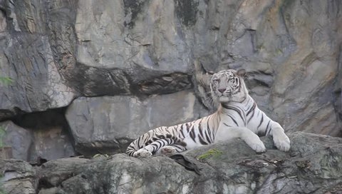White bengal tiger 