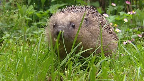 European Hedgehog (Erinaceus europaeus) foraging in garden. The hedgehog lives in woodland, farmland and suburban areas.