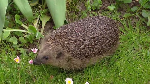 European Hedgehog (Erinaceus europaeus) foraging in garden, smelling a daisy. The hedgehog lives in woodland, farmland and suburban areas.