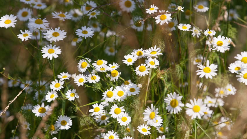 daisies swaying in the wind