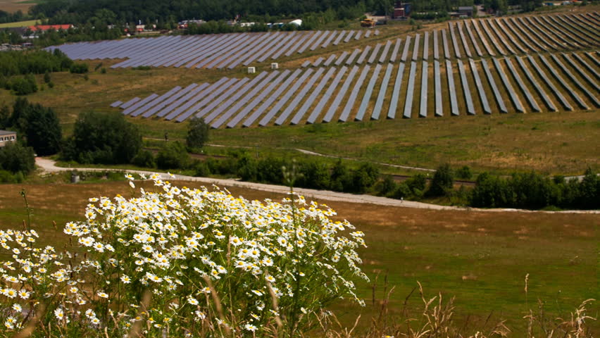 Chamomile and  solar panels