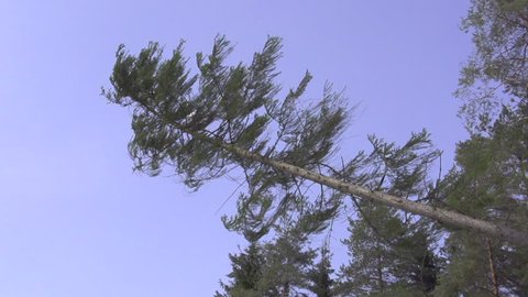 SLOW MOTION: Big spruce tree falling down