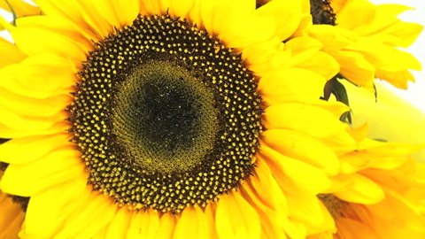 1920x1080 Close up of sunflower bouquet, rotating.