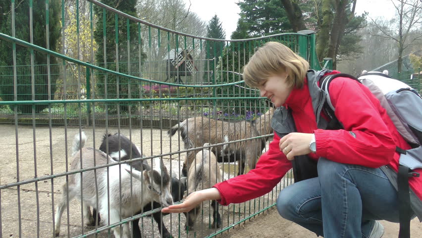 Young woman feeding baby goats, slow motion