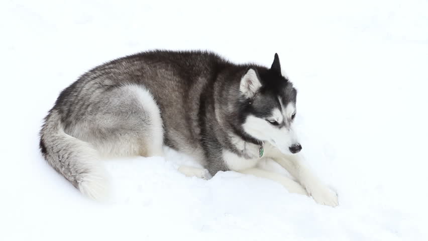 A Siberian Husky With One Stock Footage Video 100 Royalty Free Shutterstock