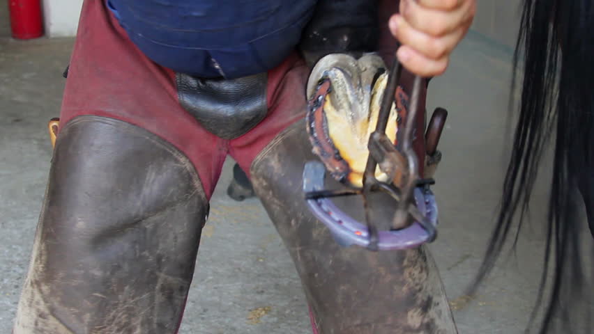 Trimming and shoeing a horse