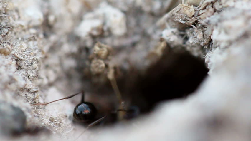 Ants carrying food into the nest (Macro shot)