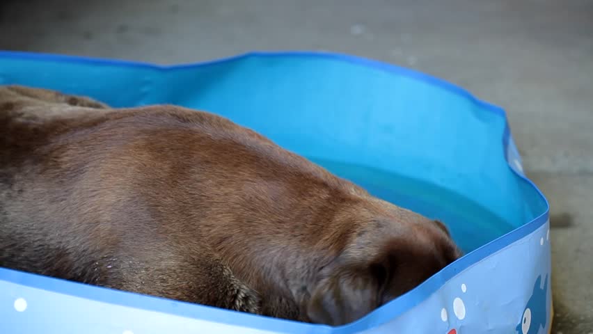 Chocolate Labrador retrieving lying in the water 