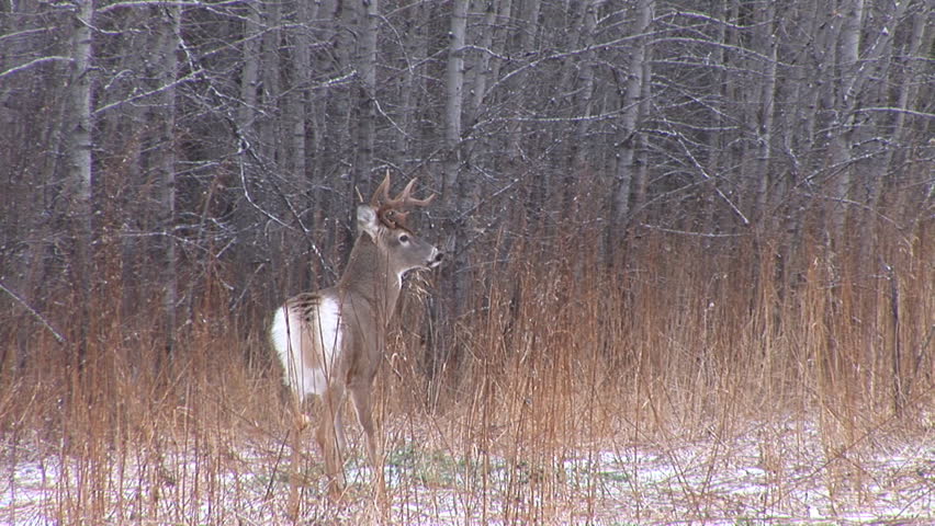 Whitetail Buck in Saskatchewan, November rut.