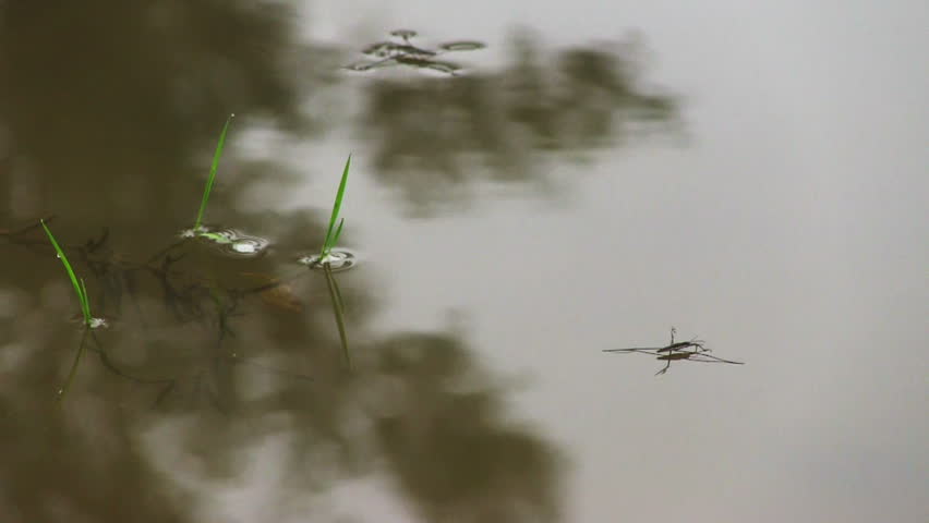 Pond skaters on a surface of water